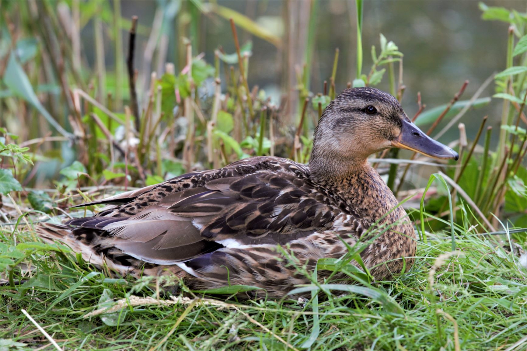 Mallard.jpg