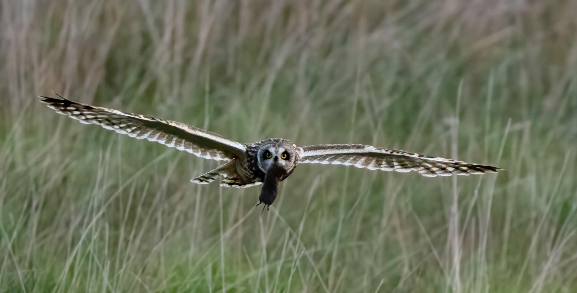 Short eared owl with supper