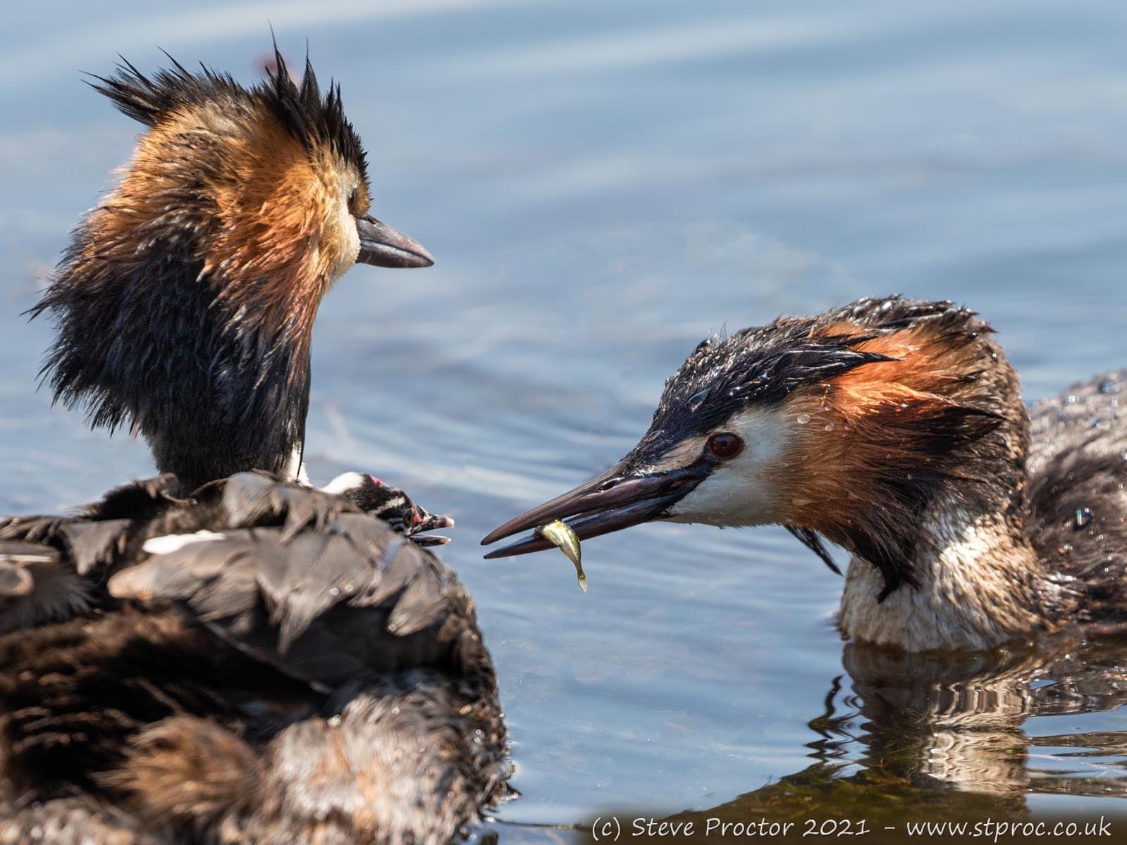 Great Crested Grebes feeding a chick