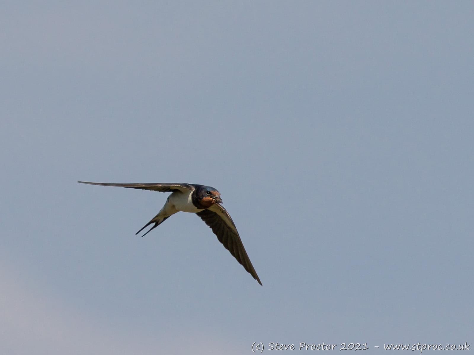 Swallow in flight