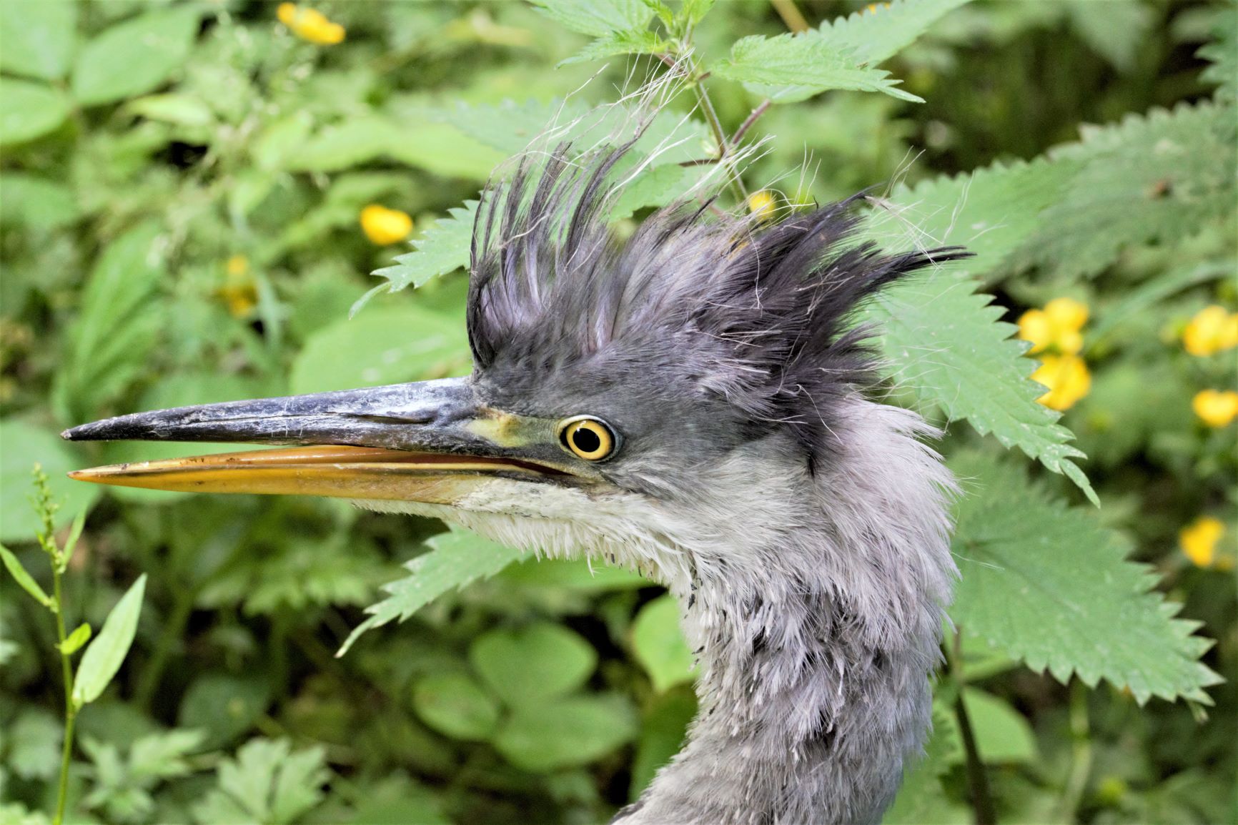 Heron Fledged.jpg