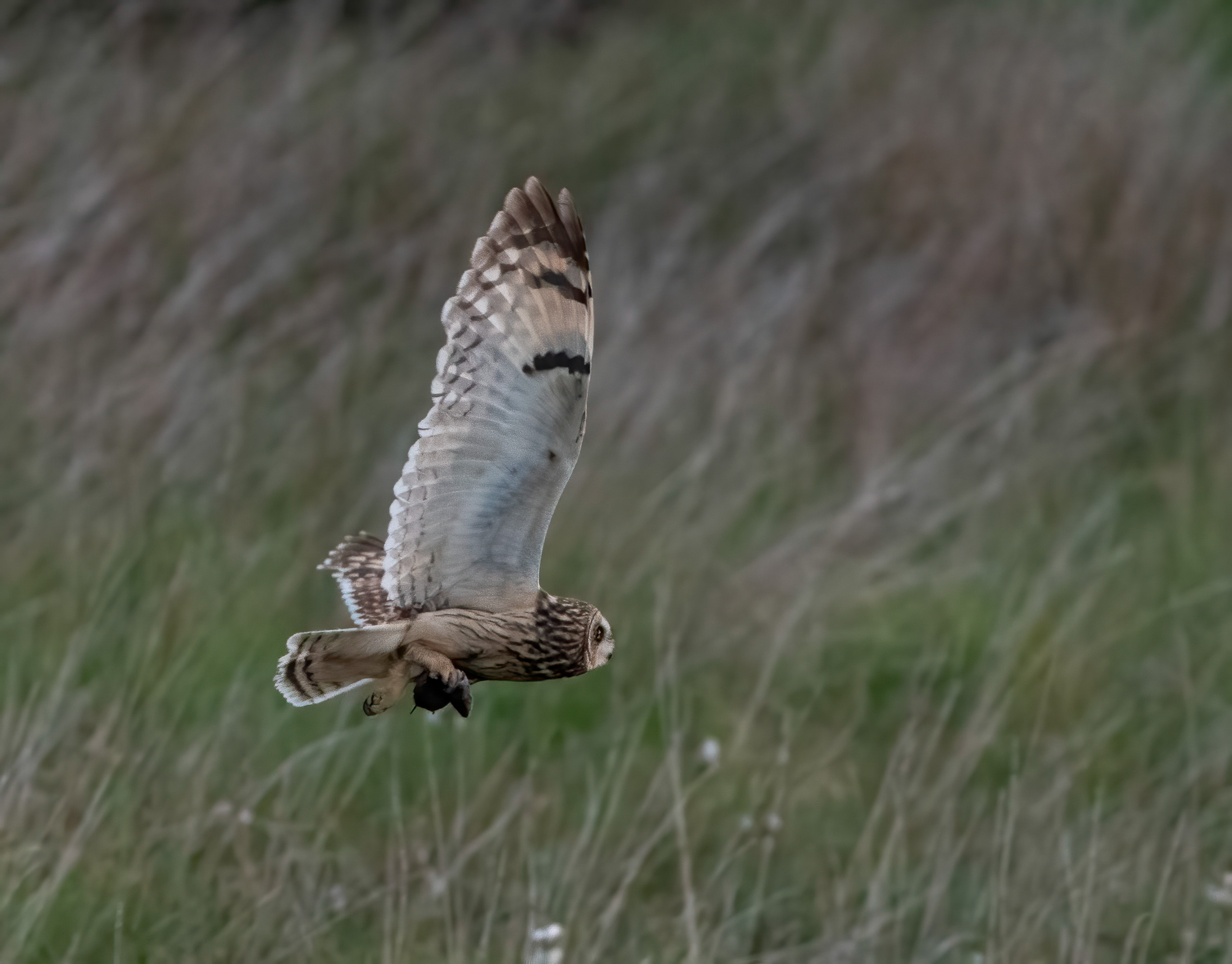 Shortie with supper