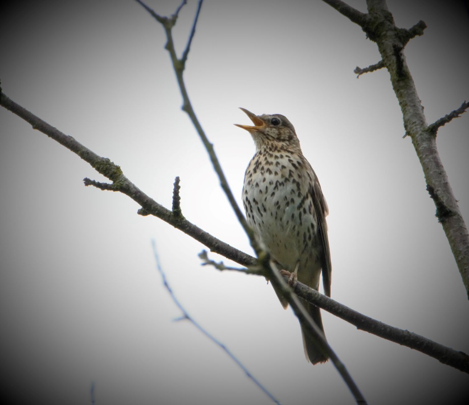 Song Thrush at Rowley.jpg