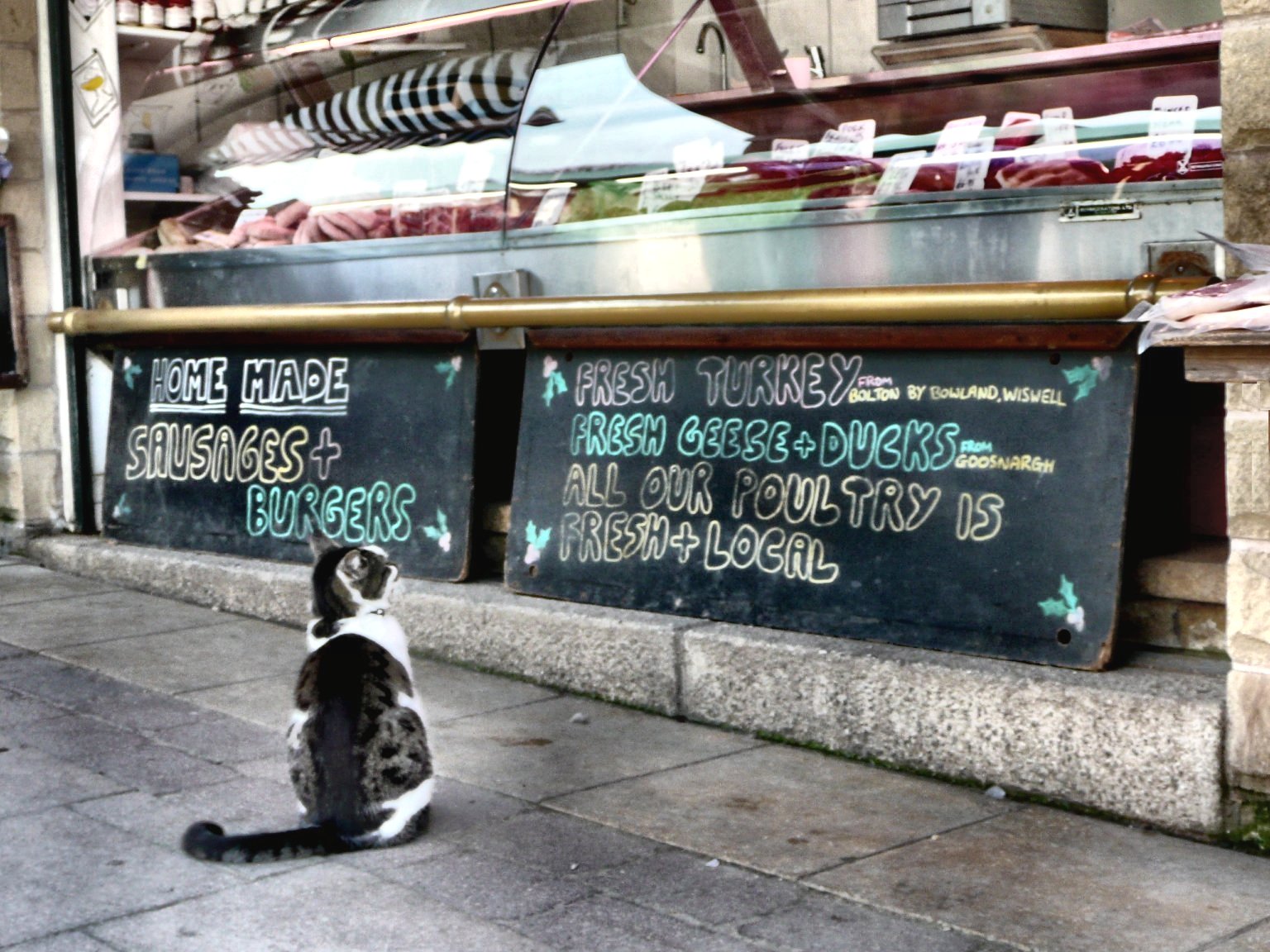 Clitheroe Cat.jpg