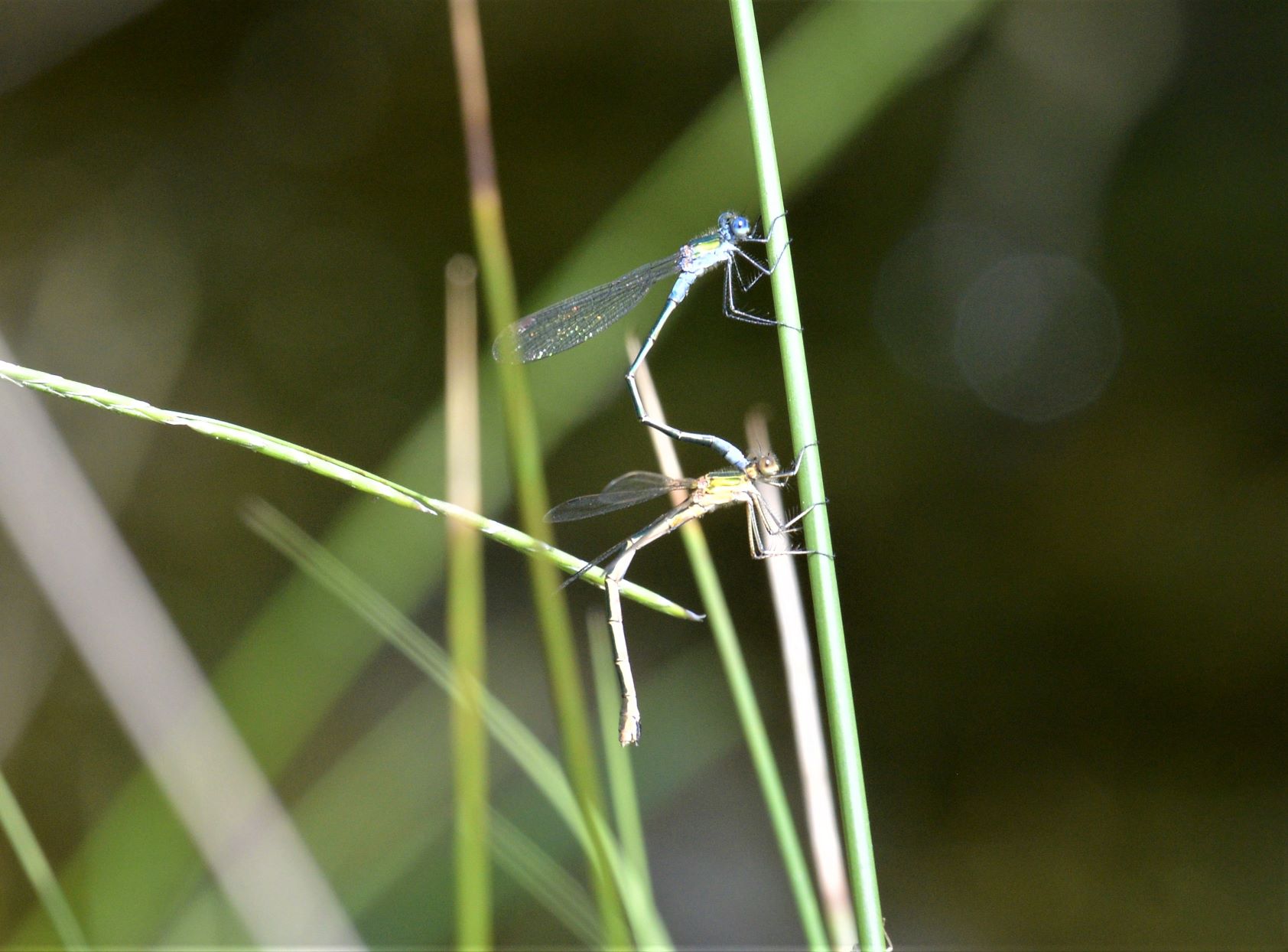 Damsel Fly Courtship.JPG
