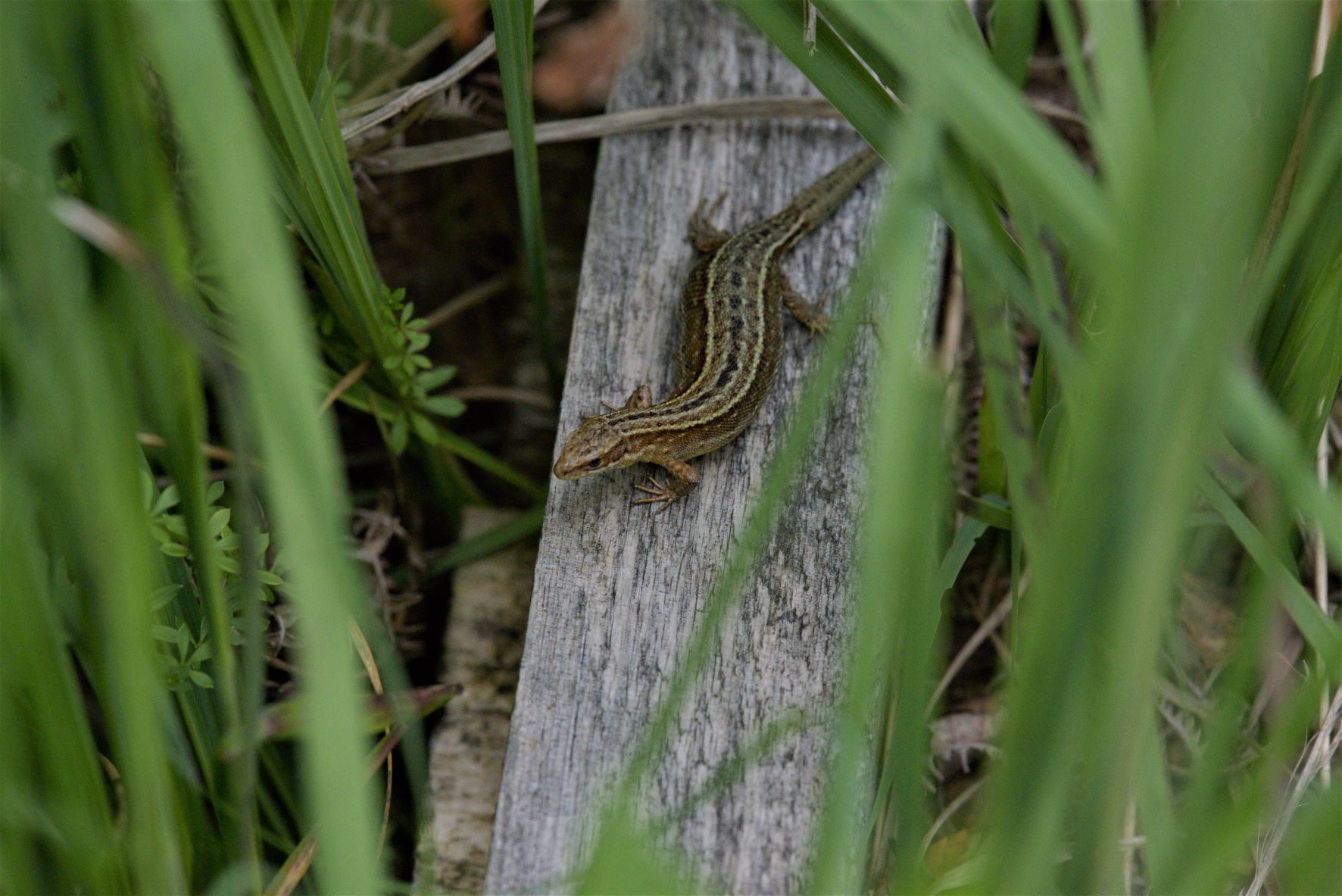 Common Lizard.JPG