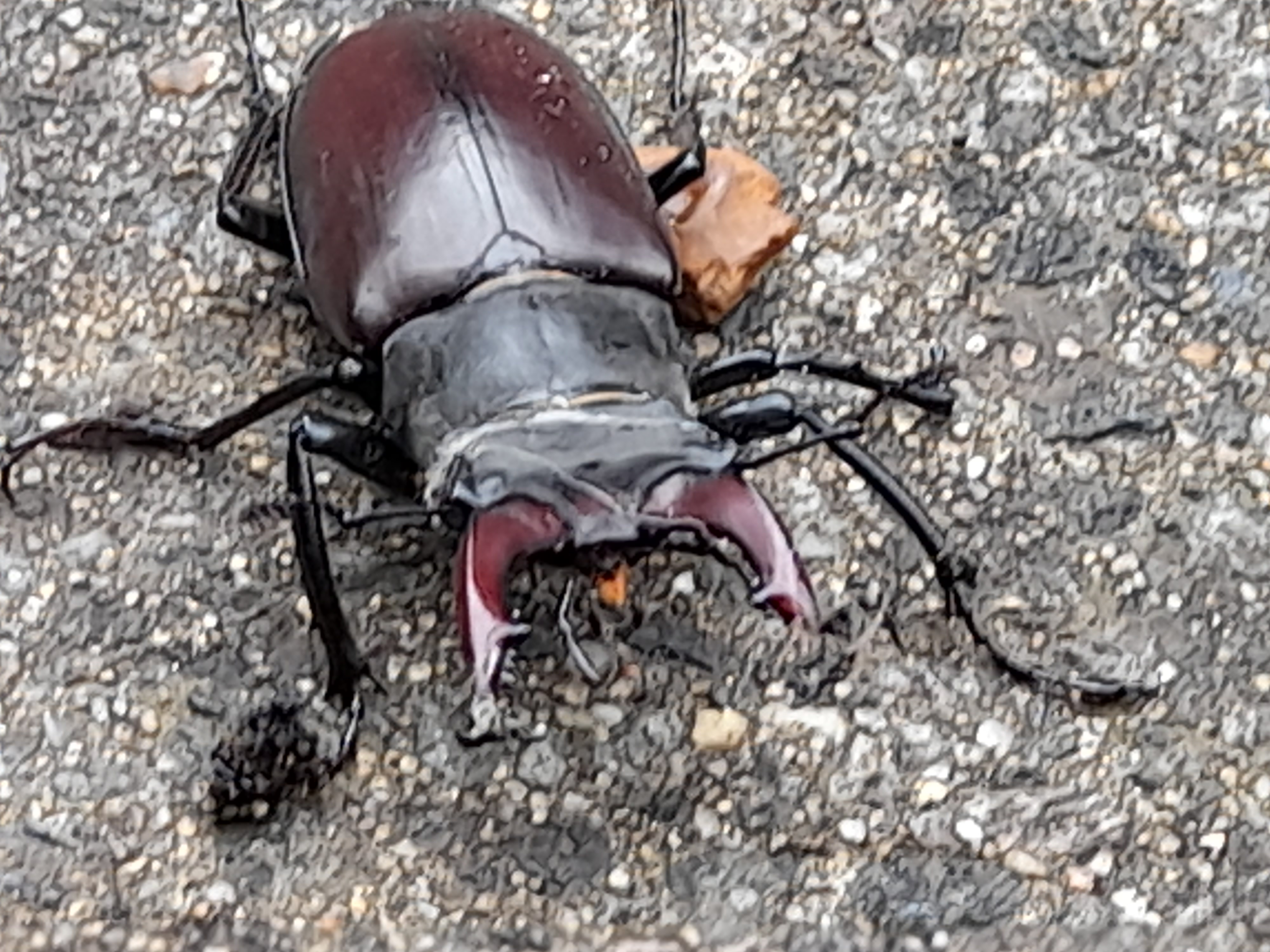 Beetle 2.jpg