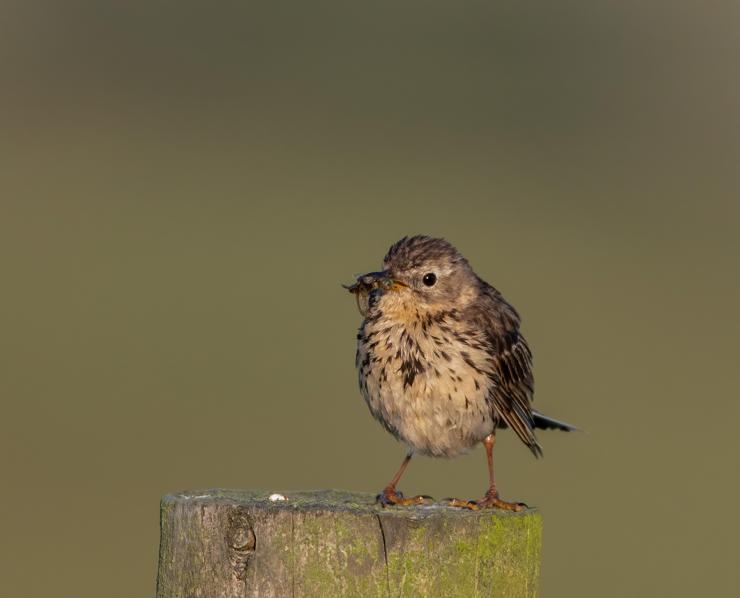 Meadow pipit with brekkie