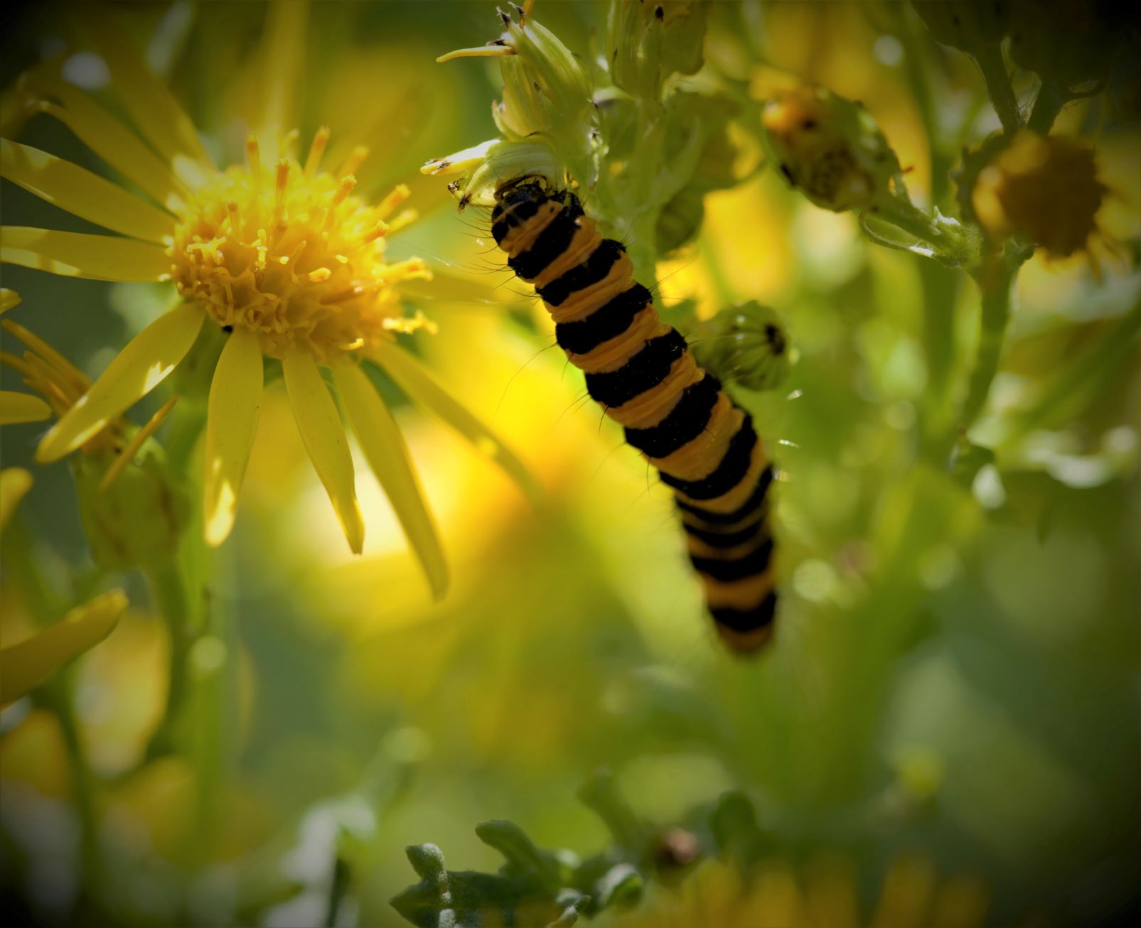 Cinnabar Moth Caterpillar.jpg