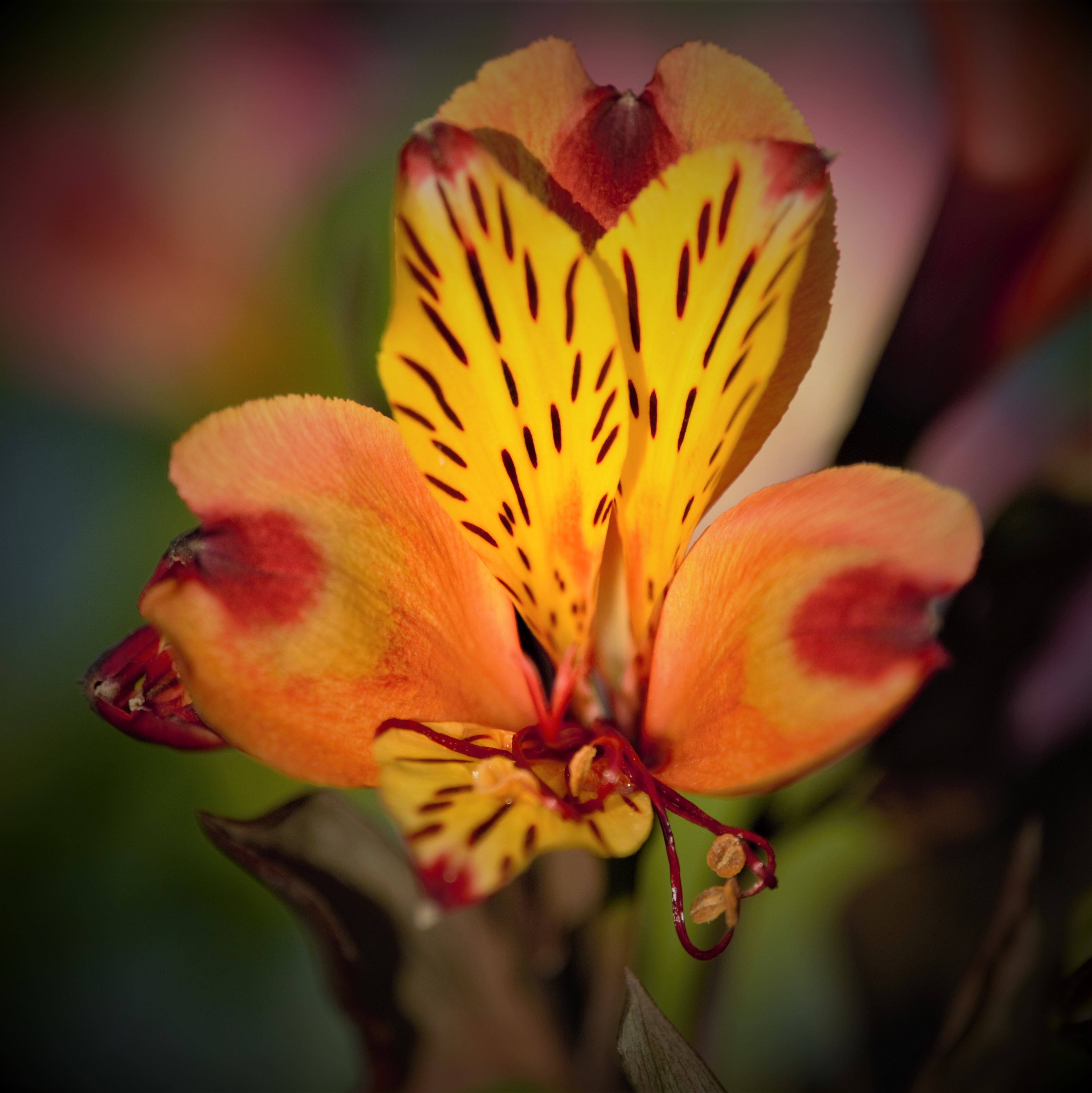 Alstroemeria 'Indian Summer'.jpg