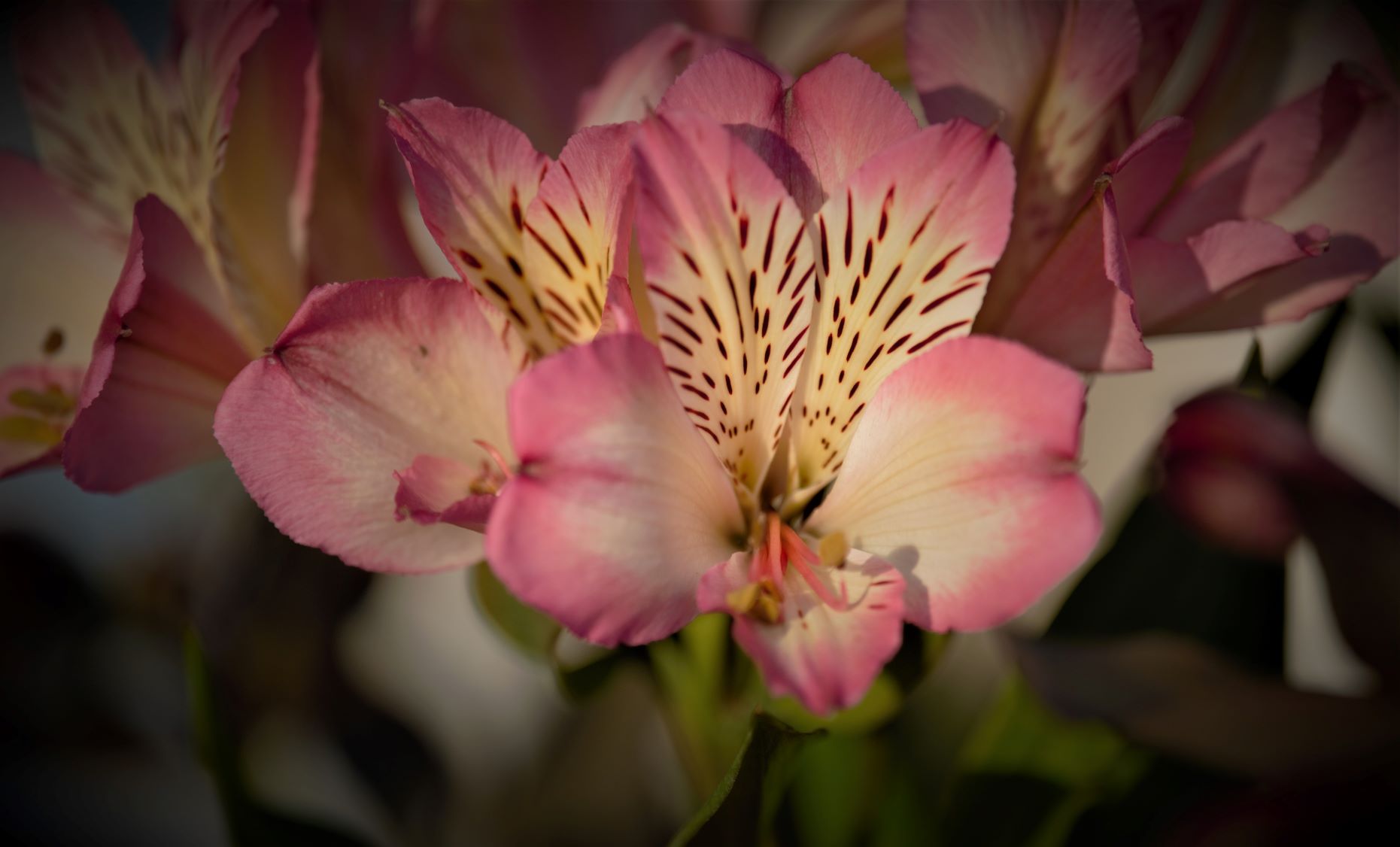 Alstromeria 'Summer Break'.jpg