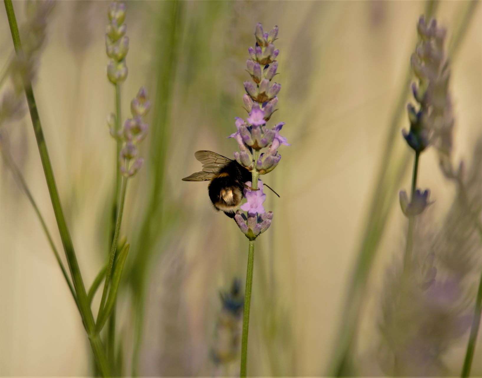 Lavender Bee.jpg