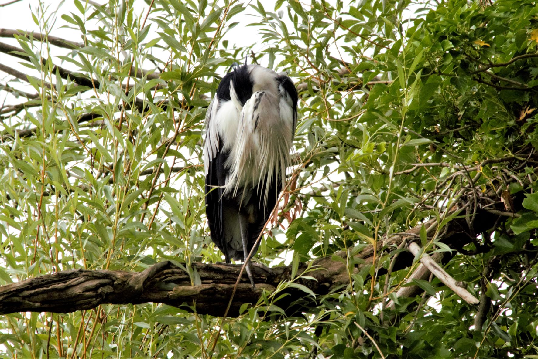 Sleepy Grey Heron.jpg