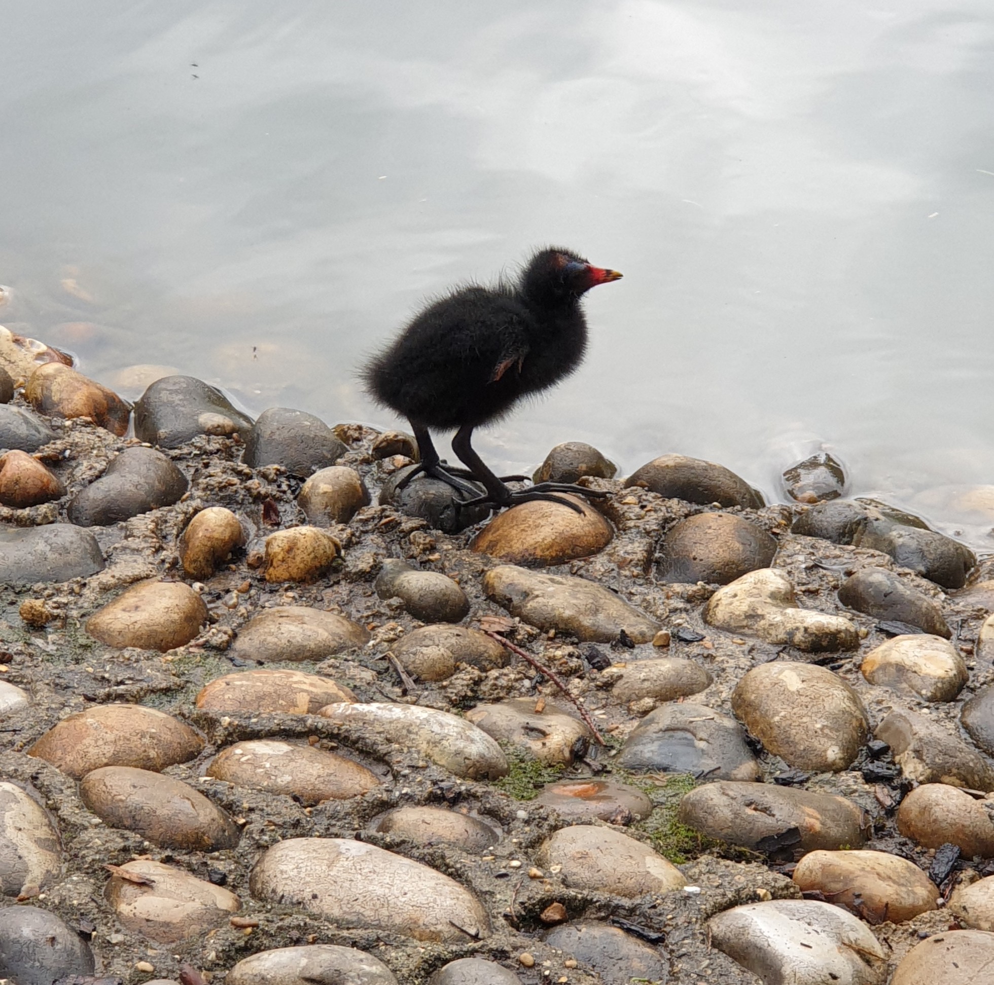 Baby Coot Wisley.jpg