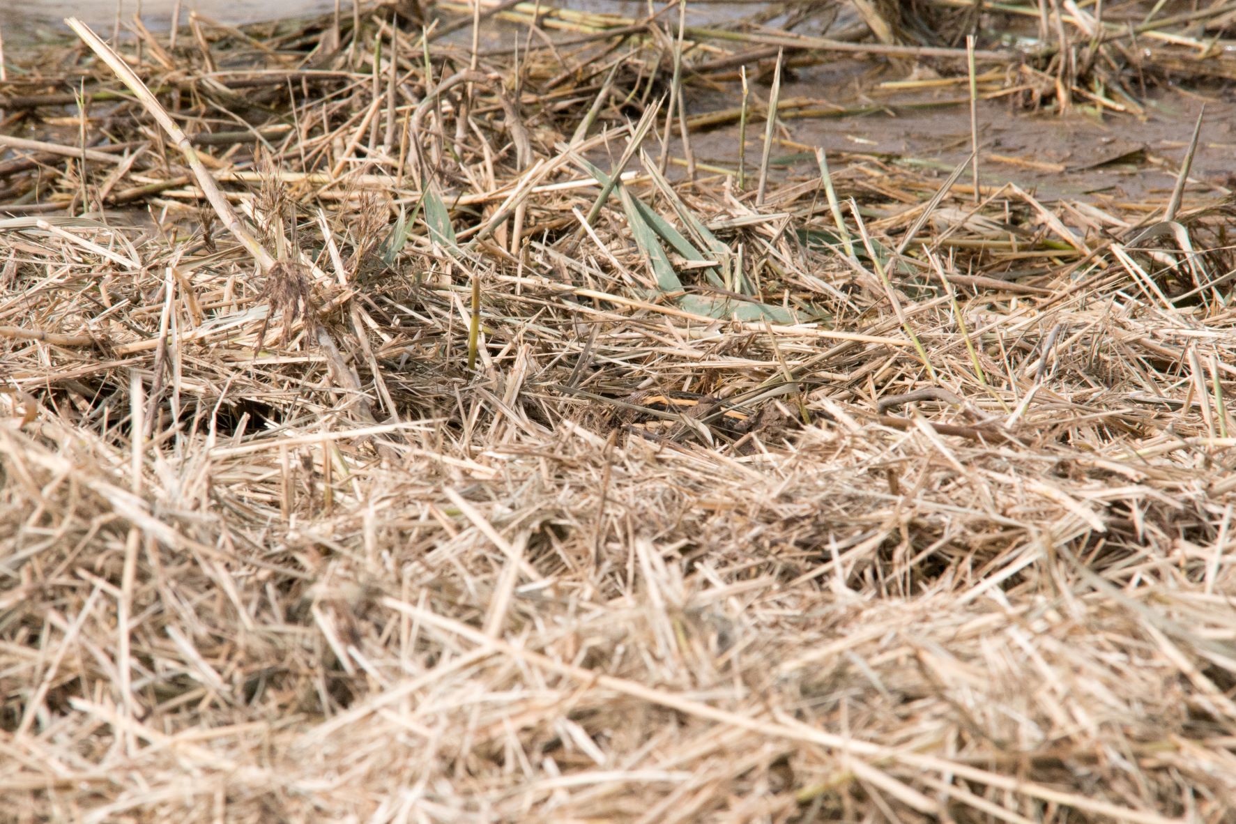 Jack Snipe 1.jpg