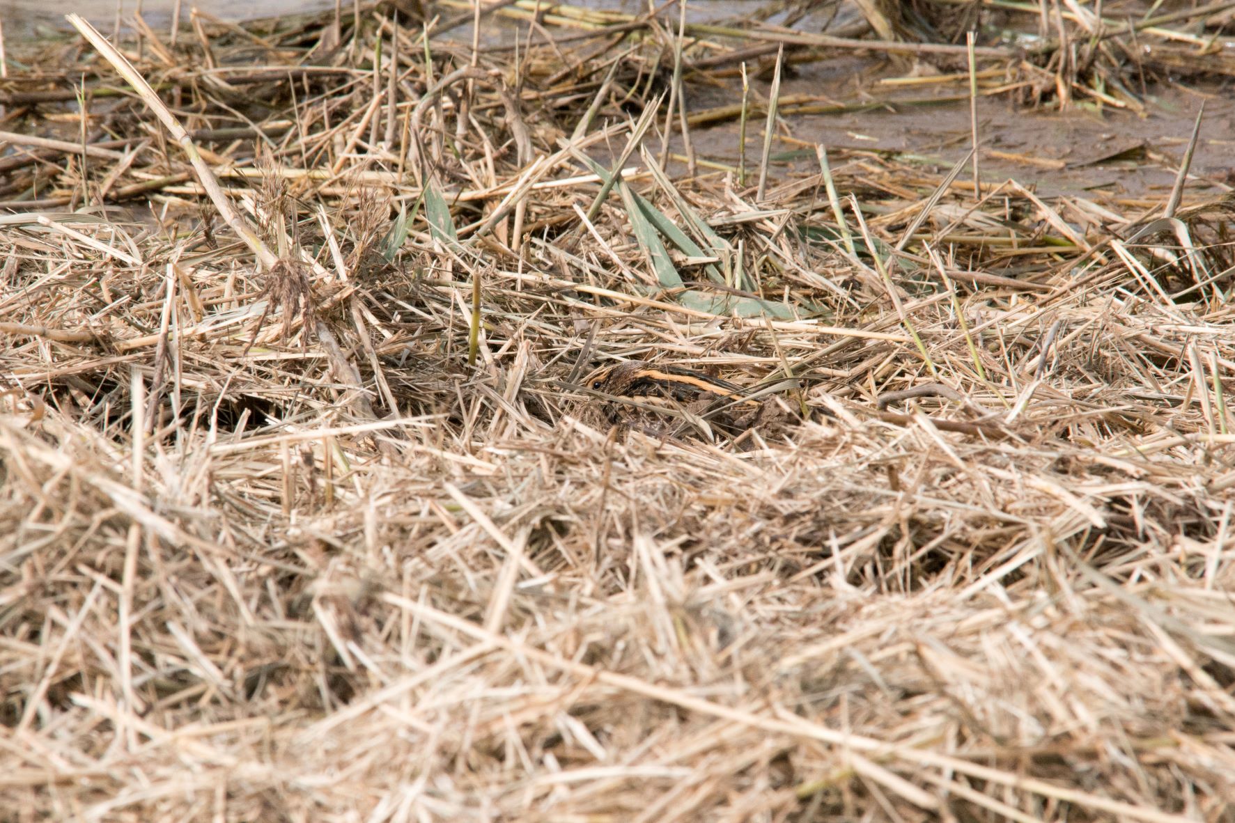 Jack Snipe 2.jpg