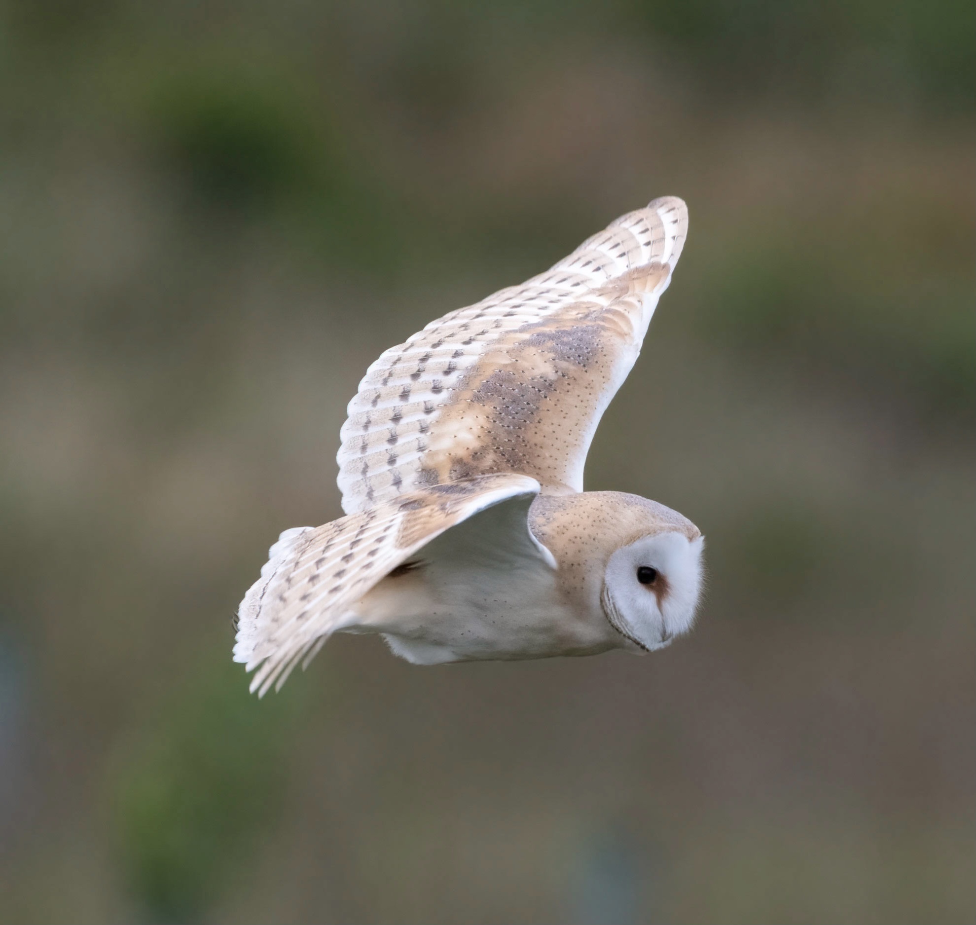 Barn owl on the hunt