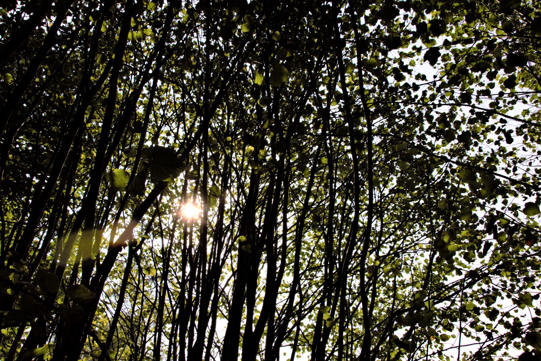 Dappled Sunlight.jpg