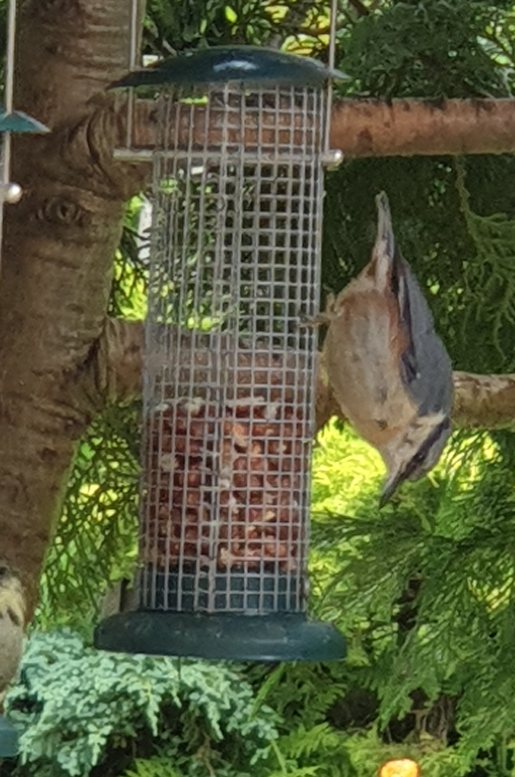Nuthatch.jpg