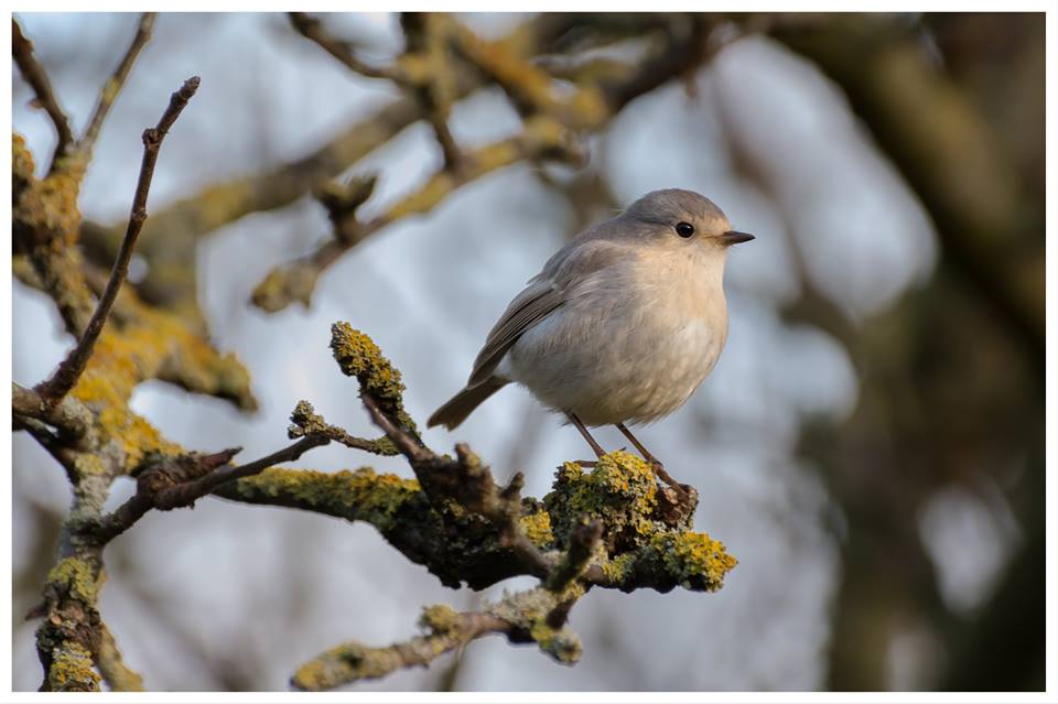 leucistic robin.jpg