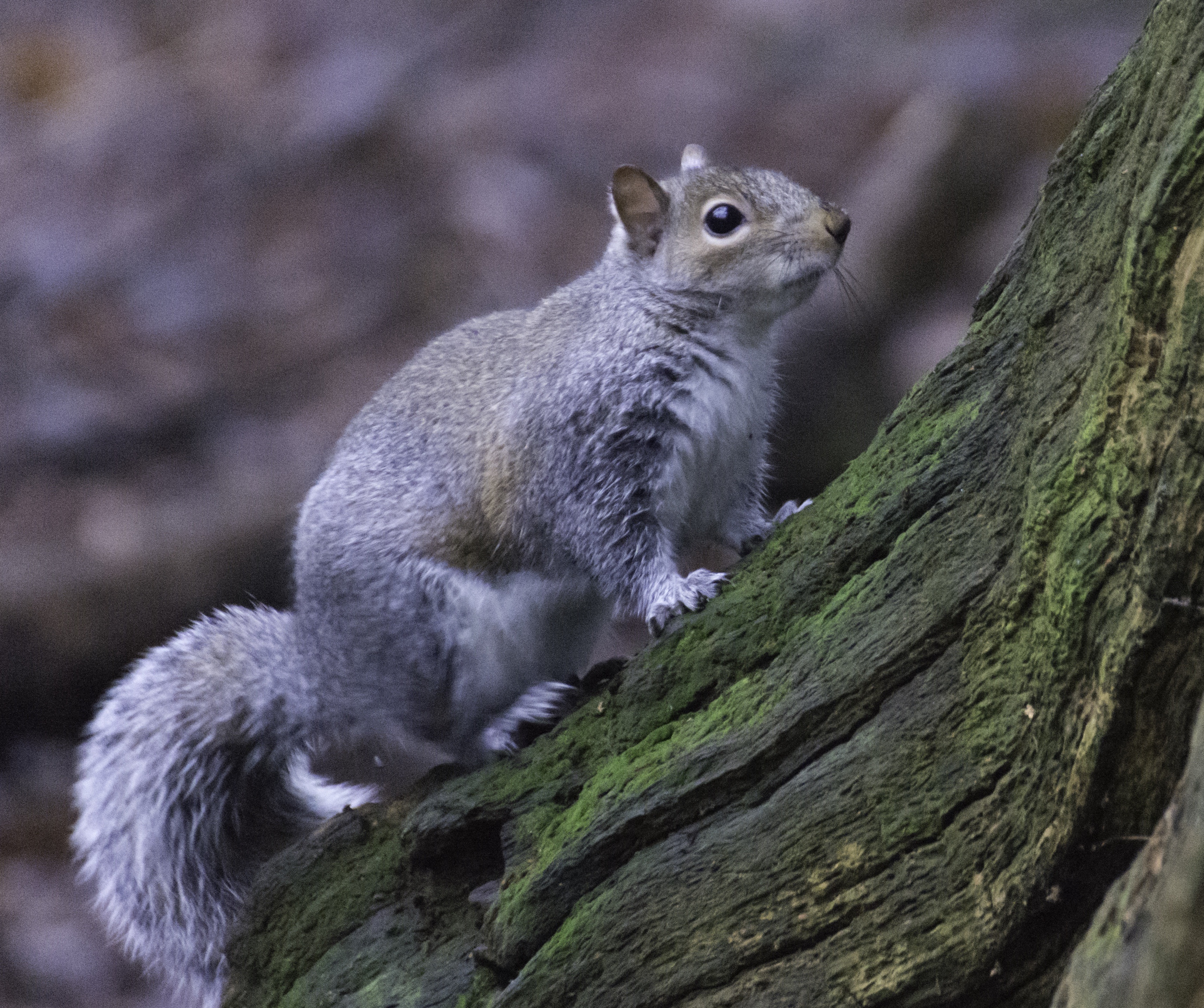 DSC_1172-Edit.jpg