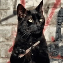 polish-observe.gif