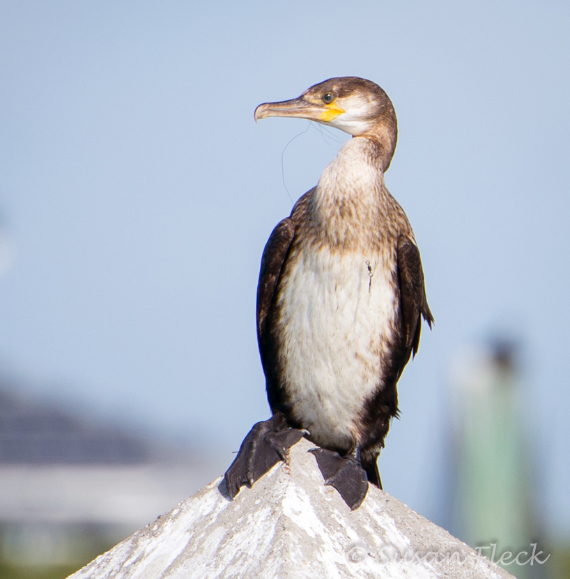 Cormorant_Great_juv__4502029.jpg
