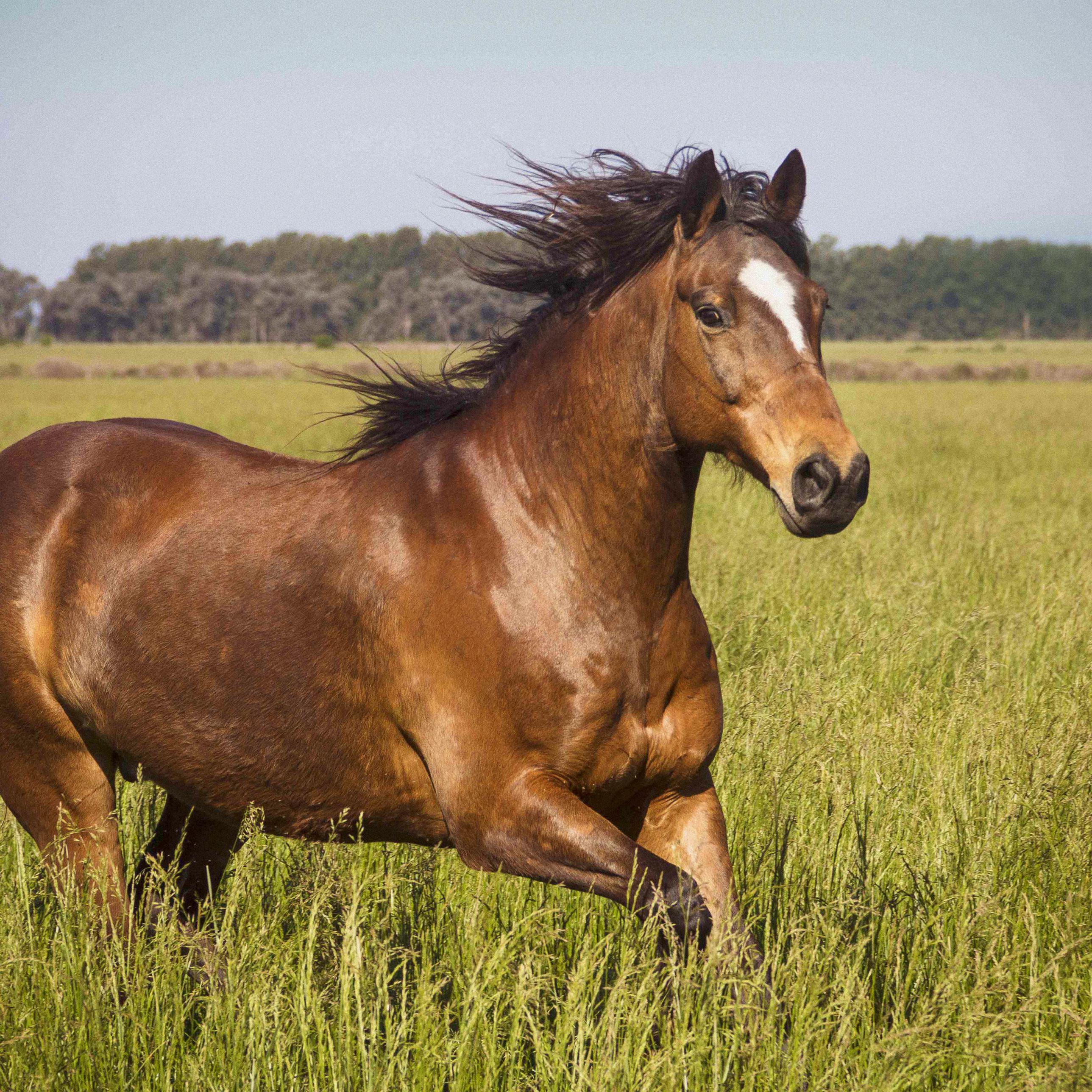 horse-galloping-in-grass-688899769-587673275f9b584db3a44cdf.jpg