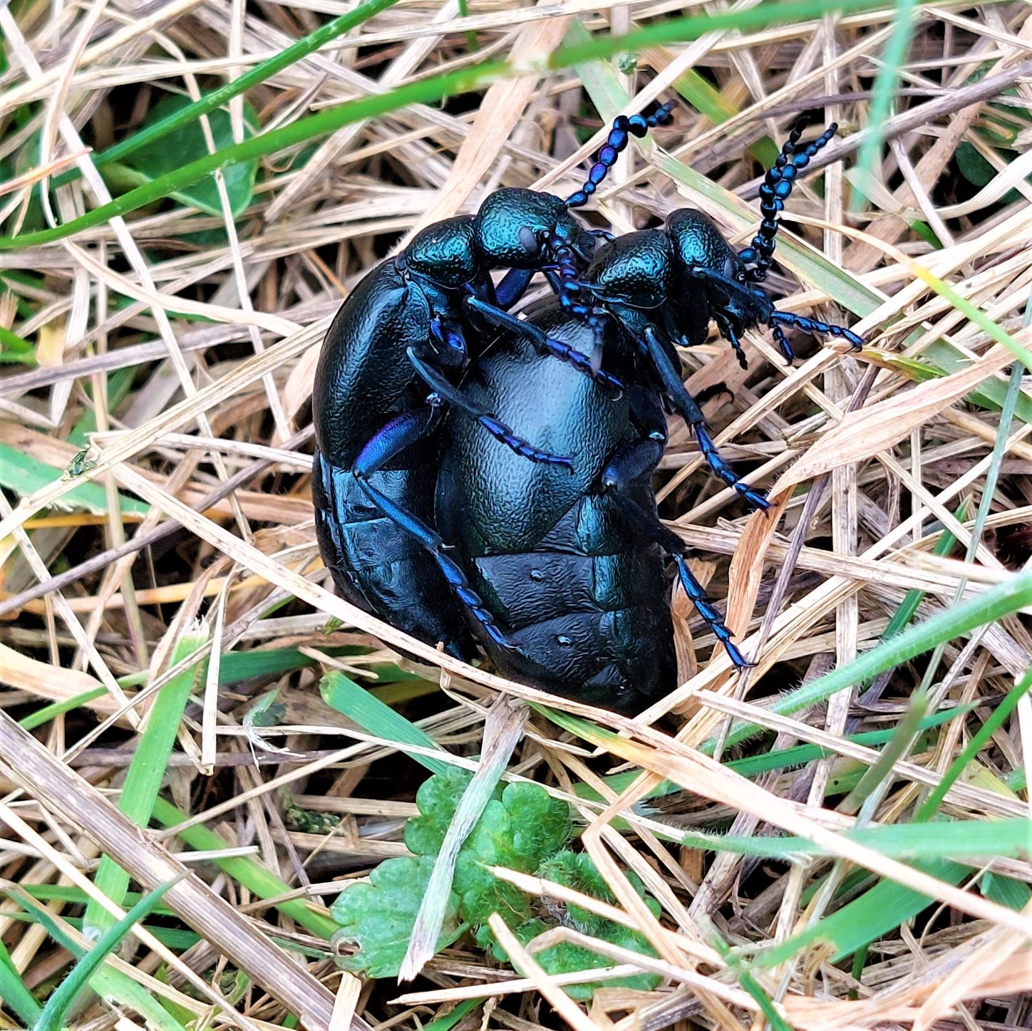 Black Oil Beetle Mating.jpg