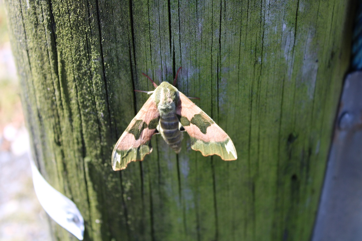 Lime Hawk Moth