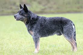 Time an Australian Blue Heeler.jpeg