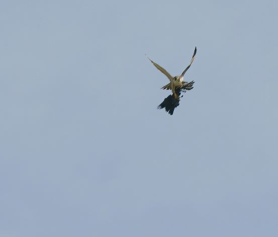 Peregrine meets Jackdaw.jpeg