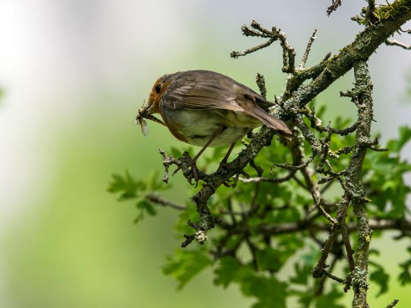Robin with Grub.jpg