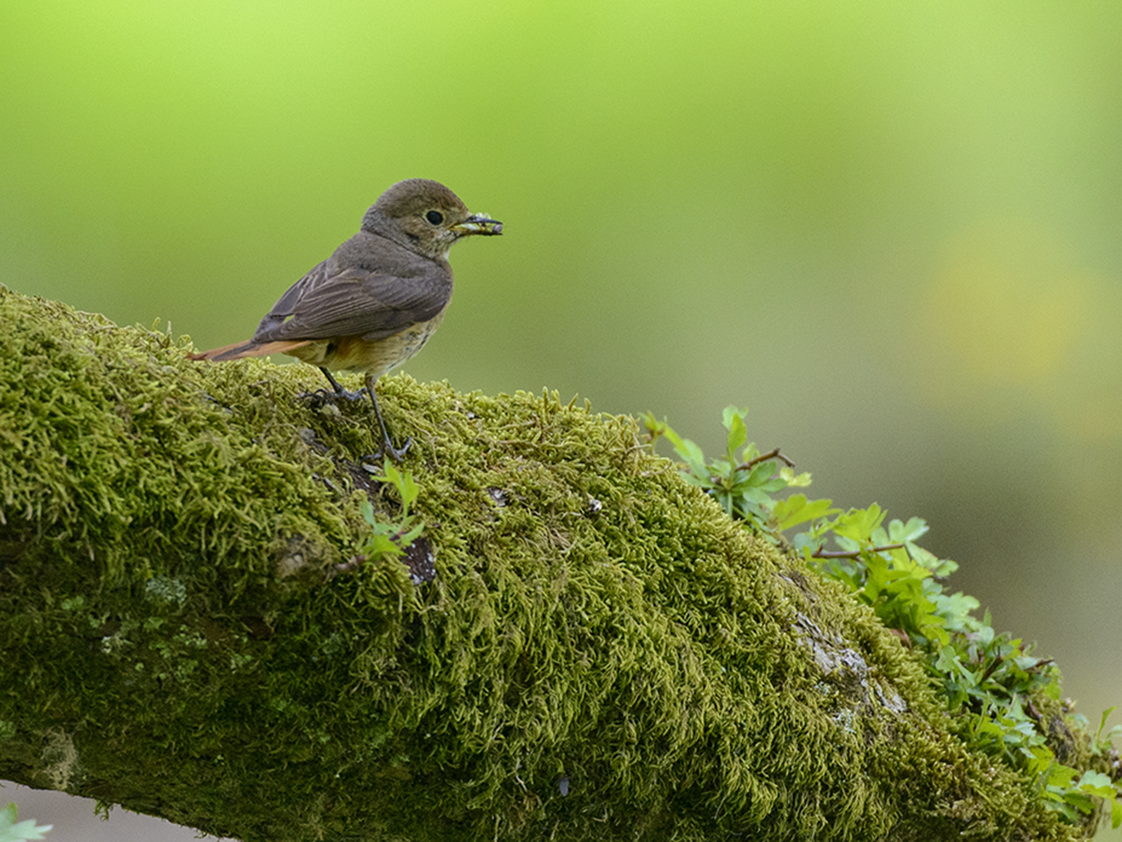 Female Common Redstart.jpg