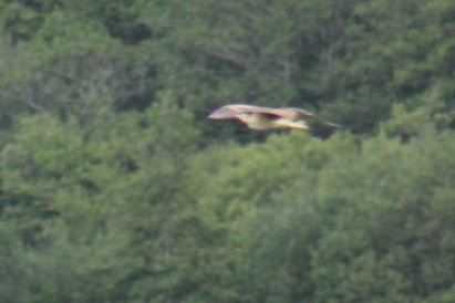 Bittern at Leighton Moss
