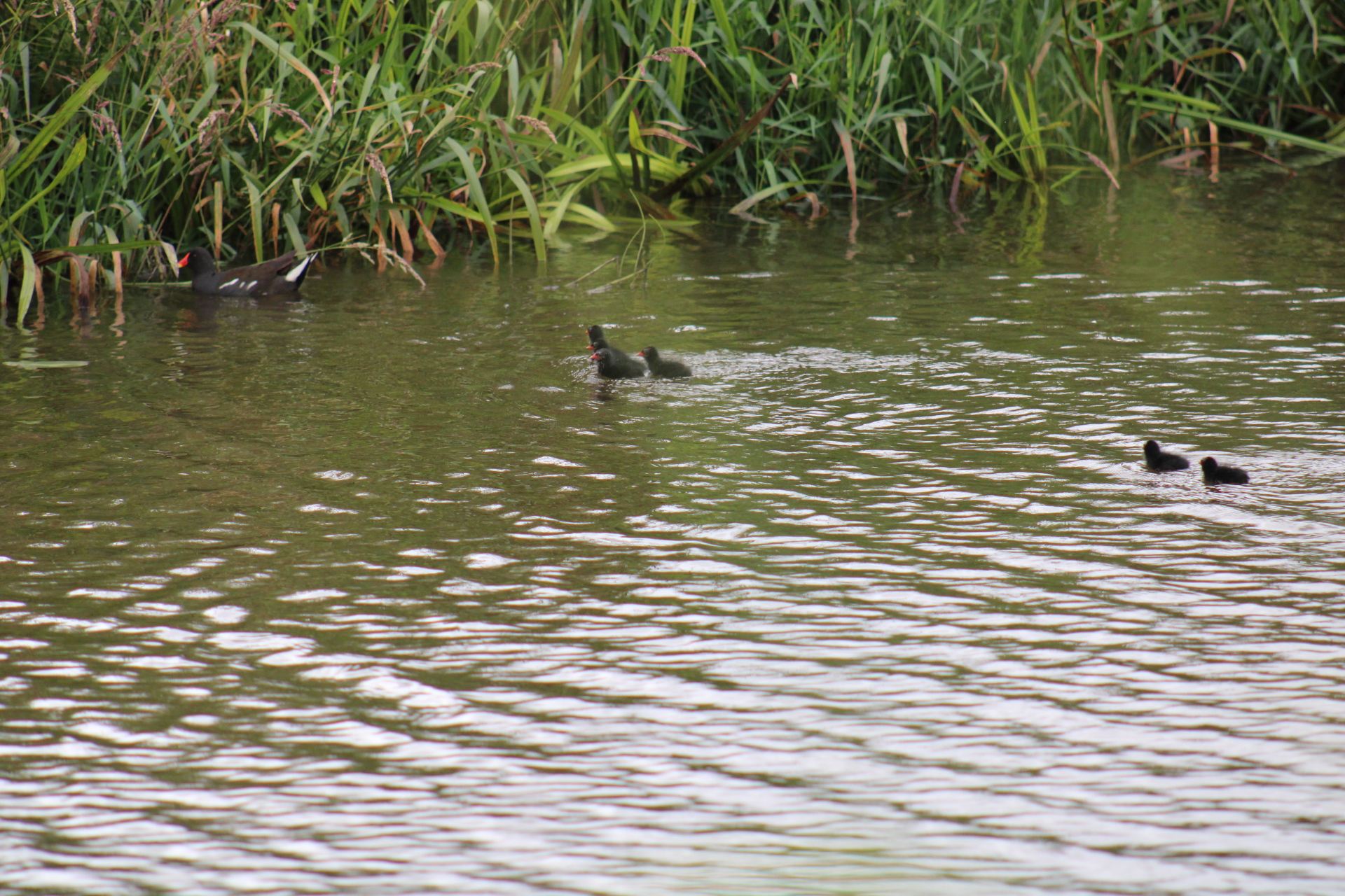 .moorhen with 6 chicks