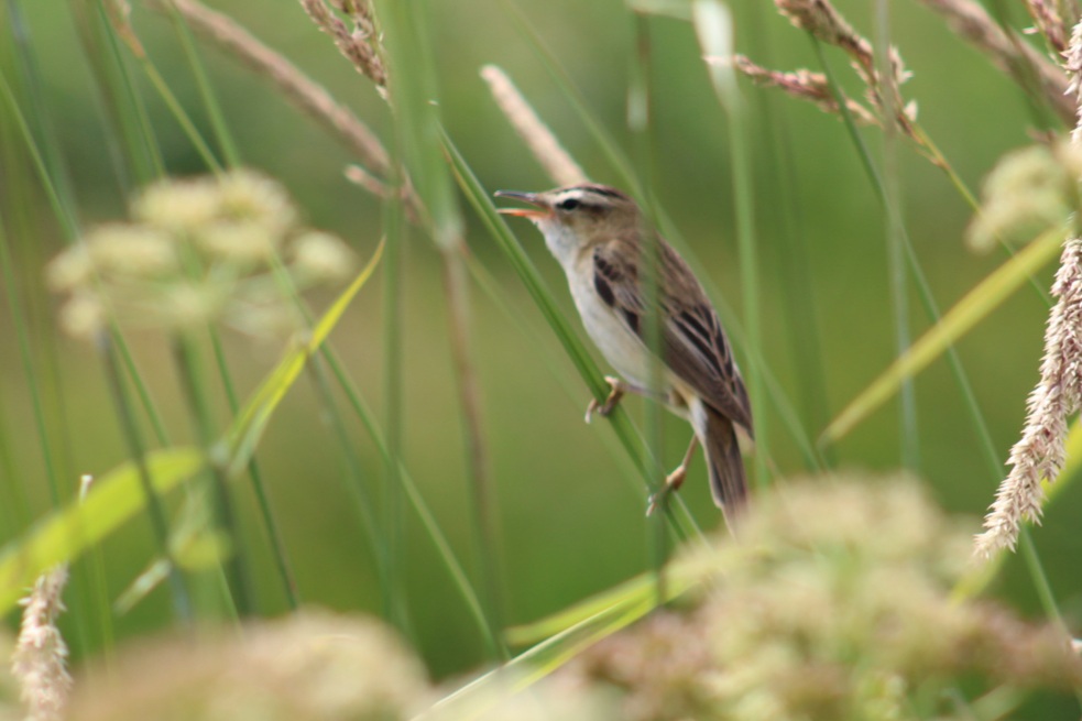 Sedge Warbler