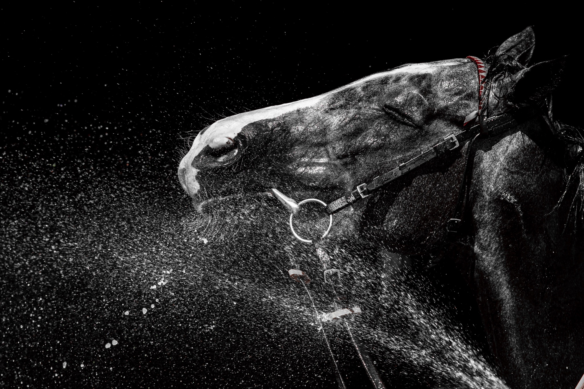 Horse 1.jpeg