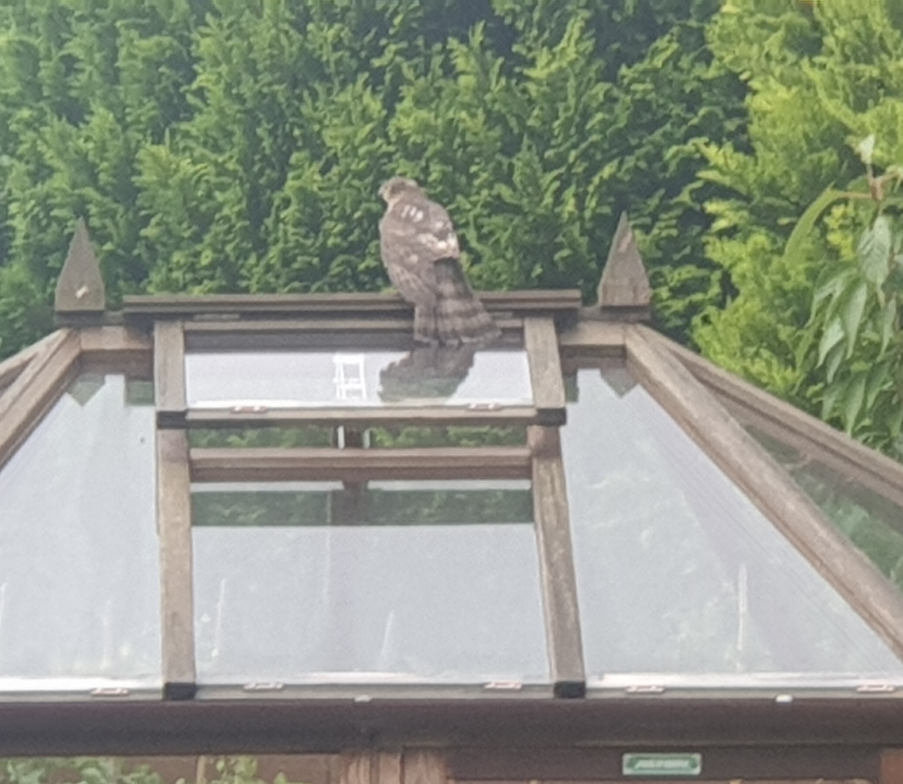 Sparrowhawk drying out.jpg