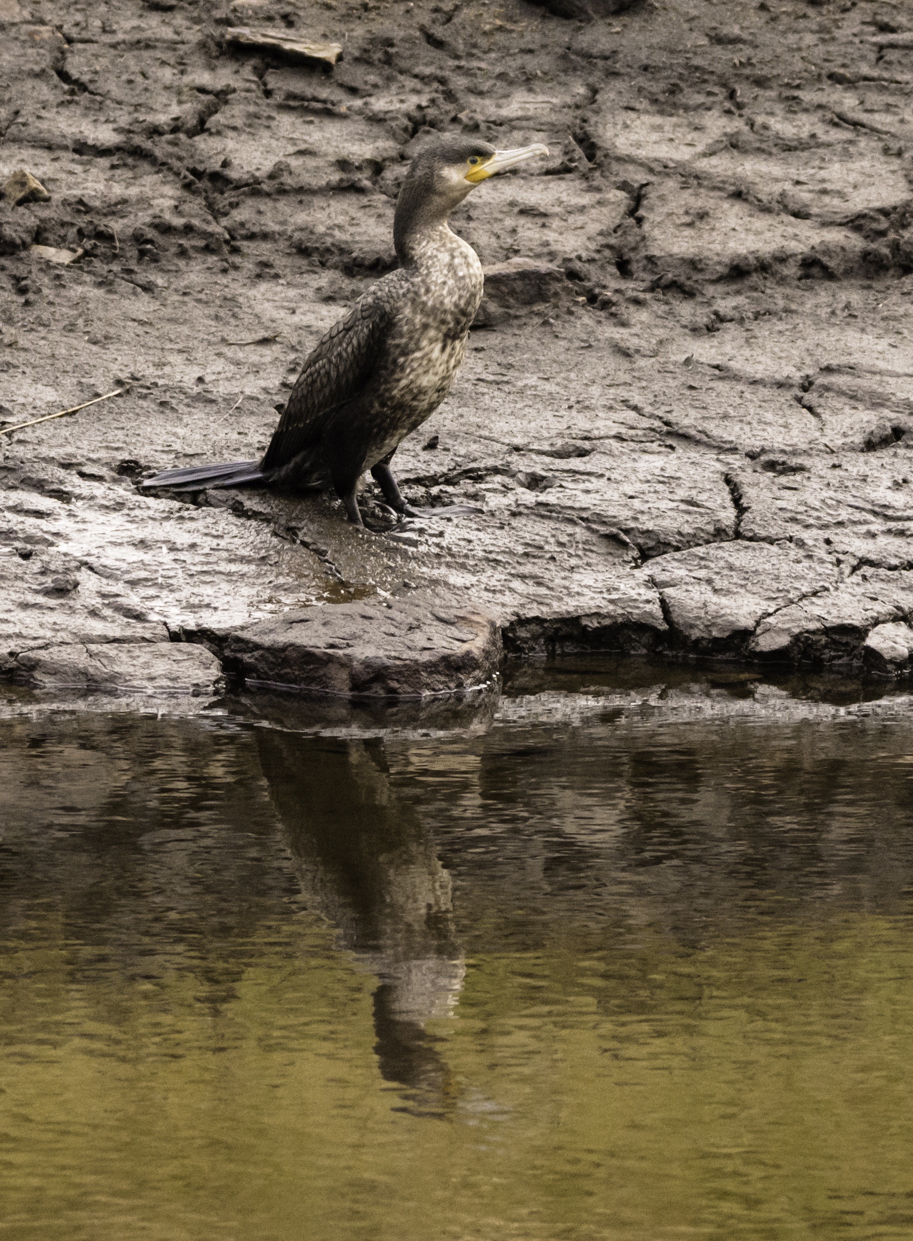 Taken at clowbridge reservoir
