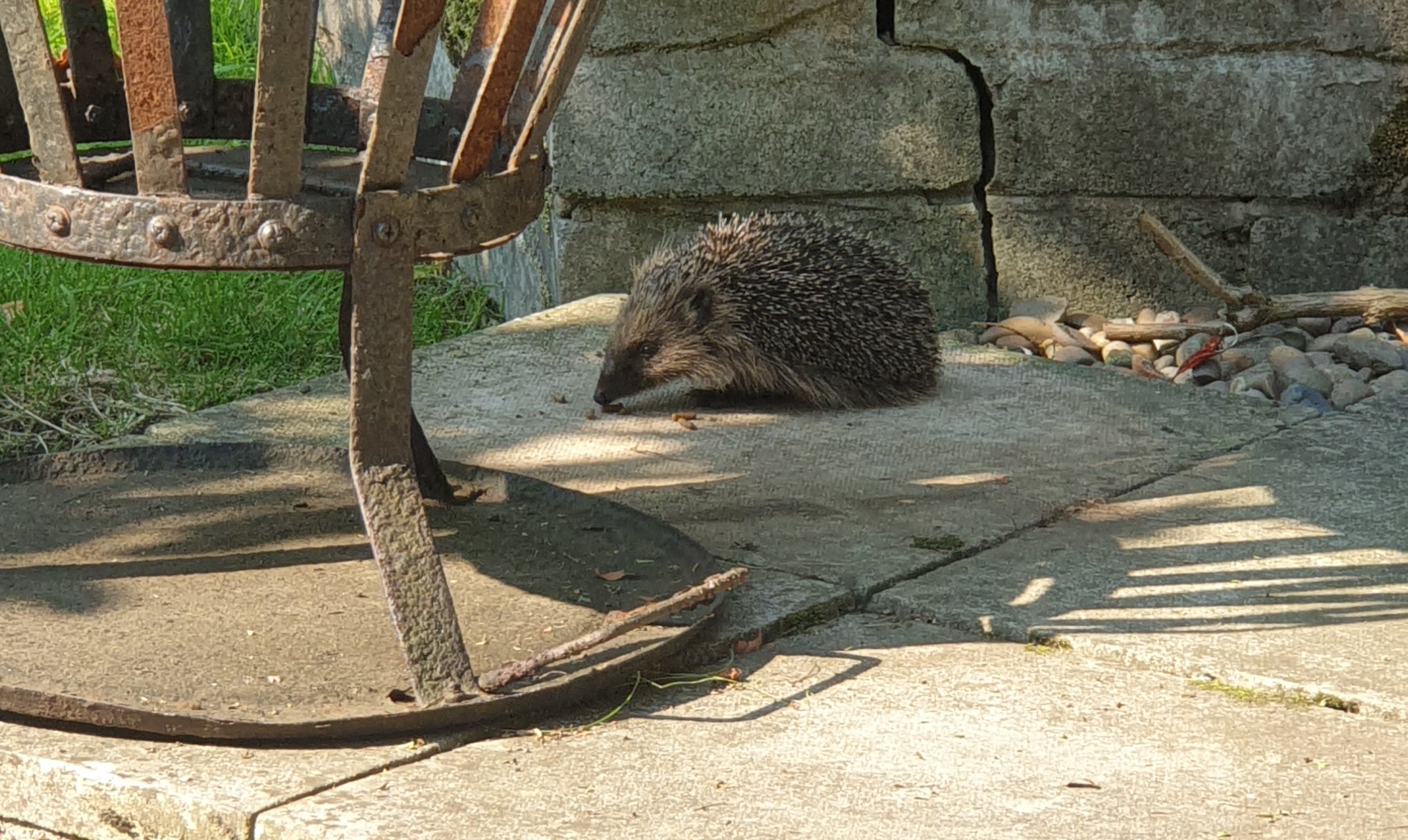 Silly Hoglet out too early.jpg