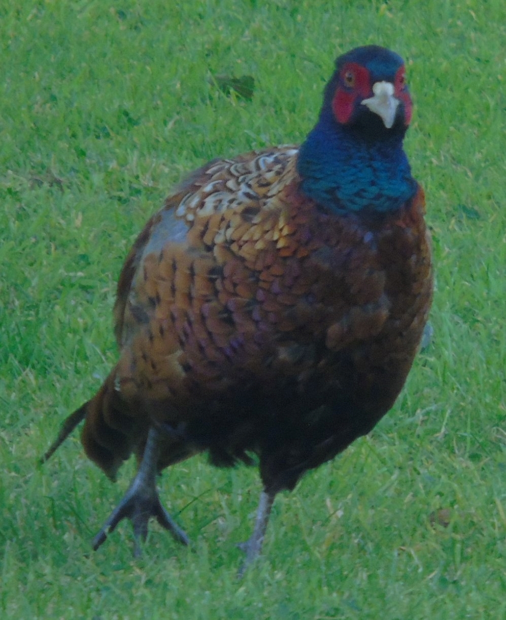 DSC00090.JPG