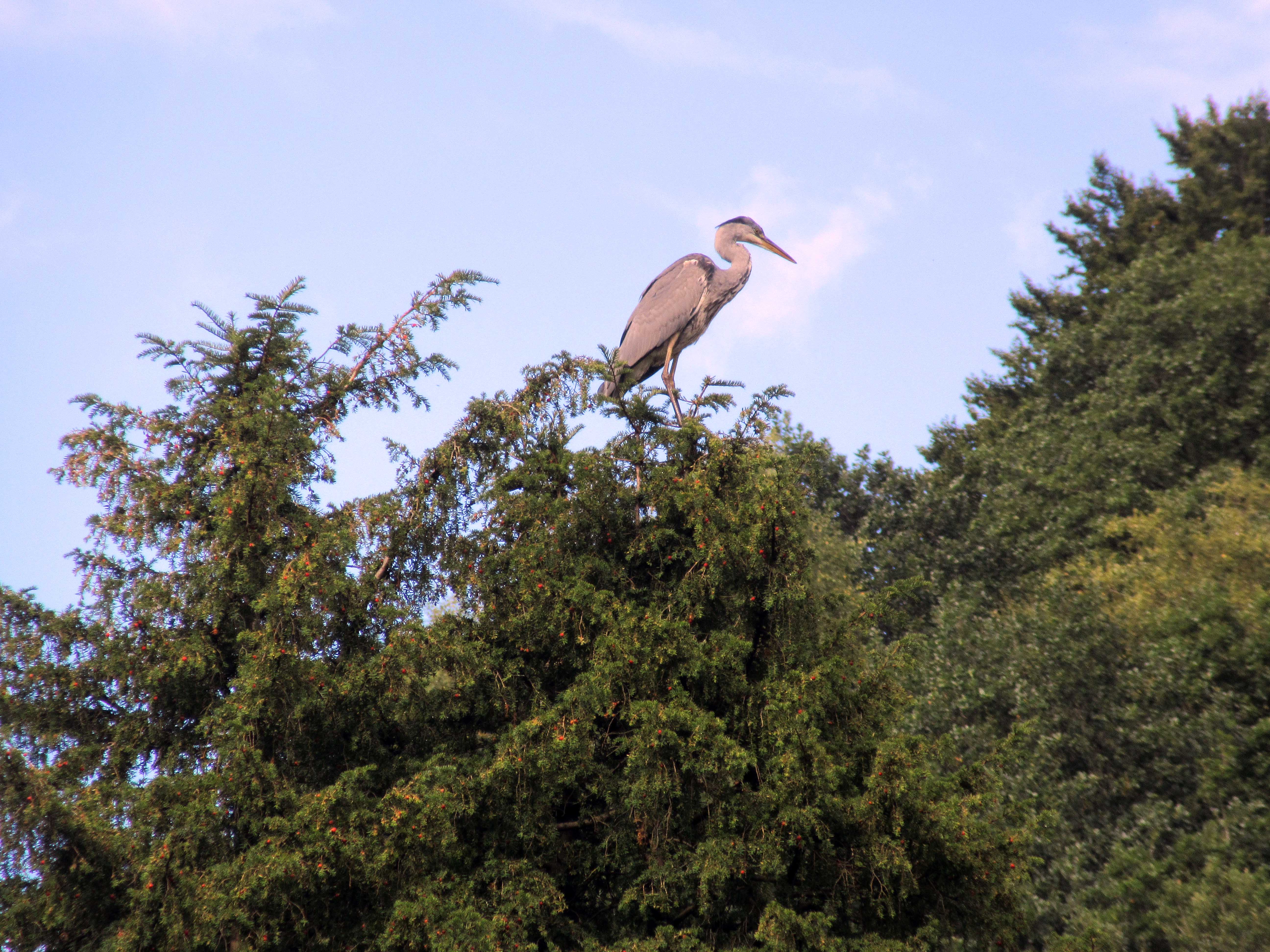 IMG_1820 copy.jpg