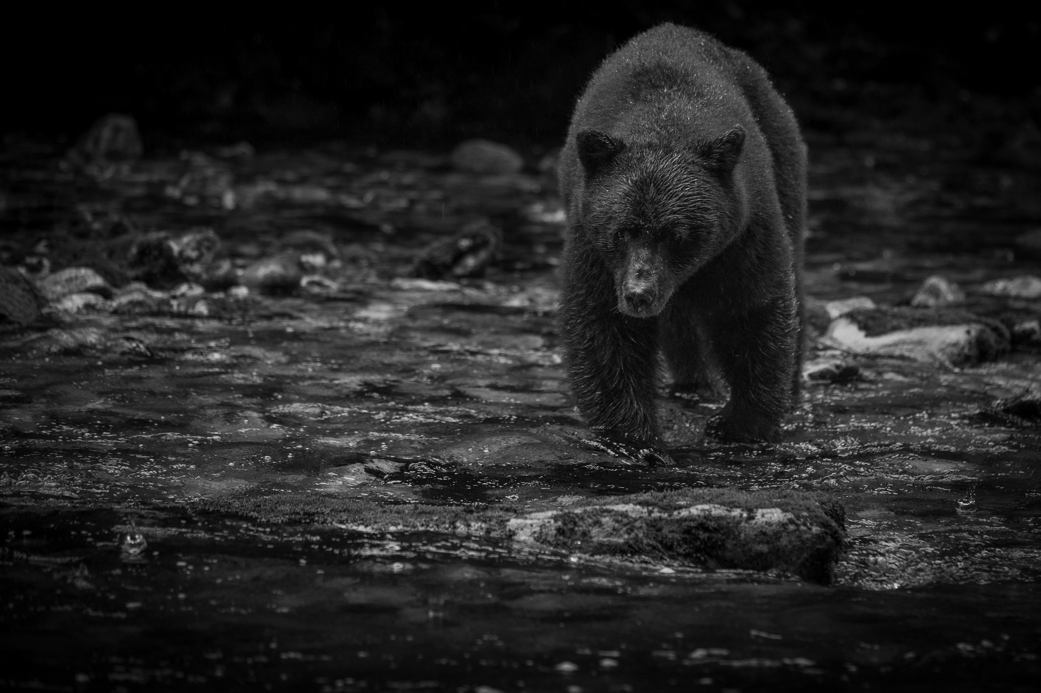 Bear 1.jpeg