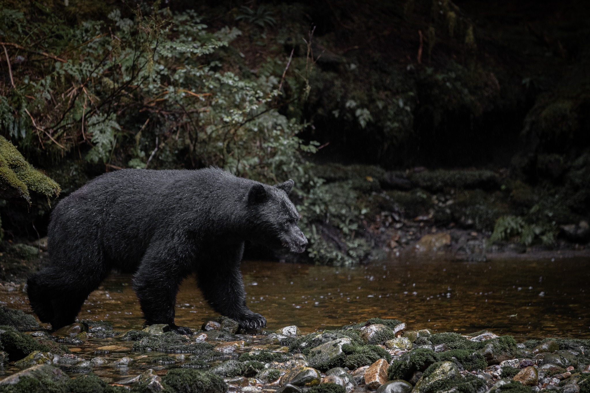 Bear 2.jpeg