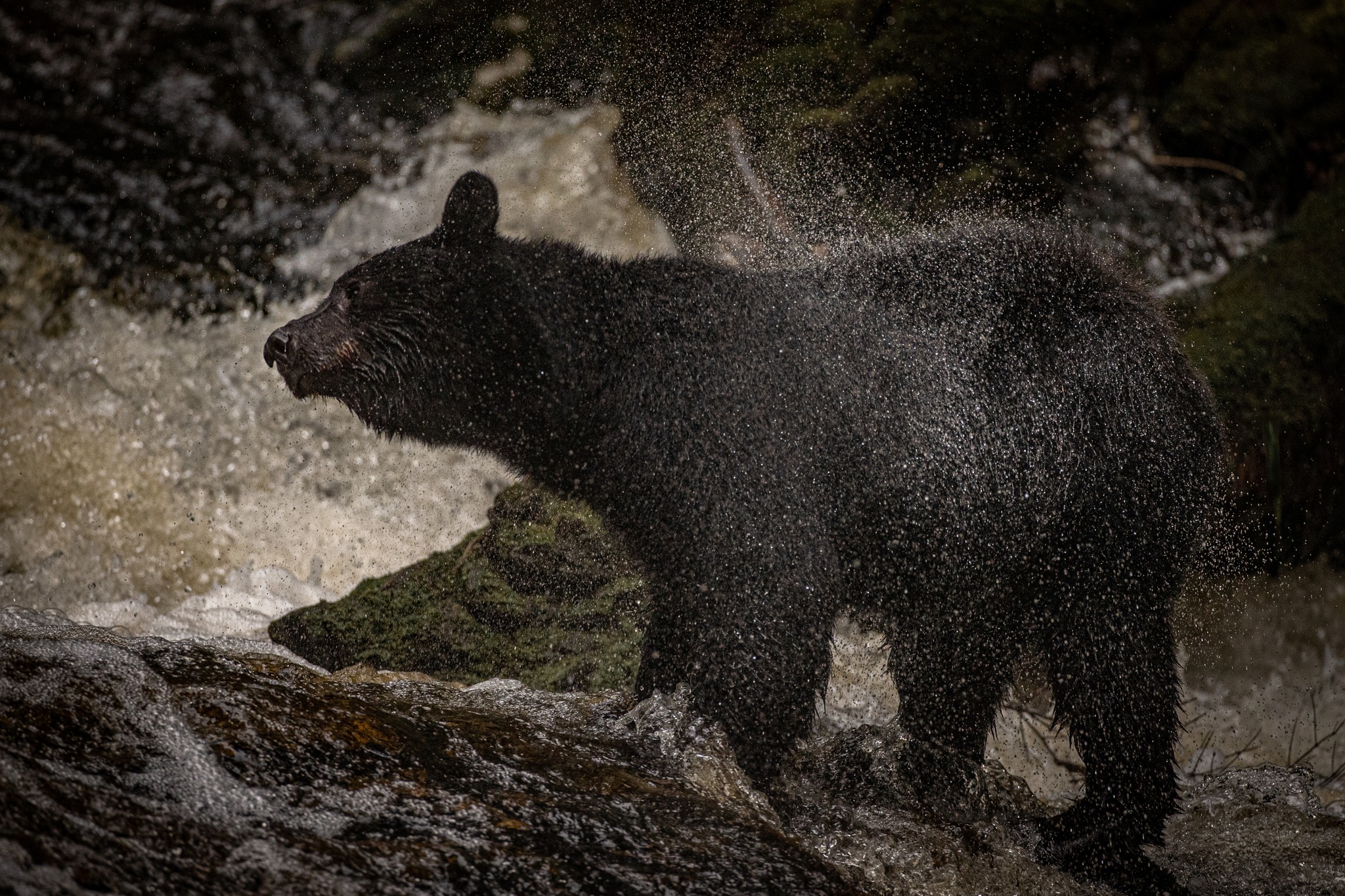 Bear 4.jpeg
