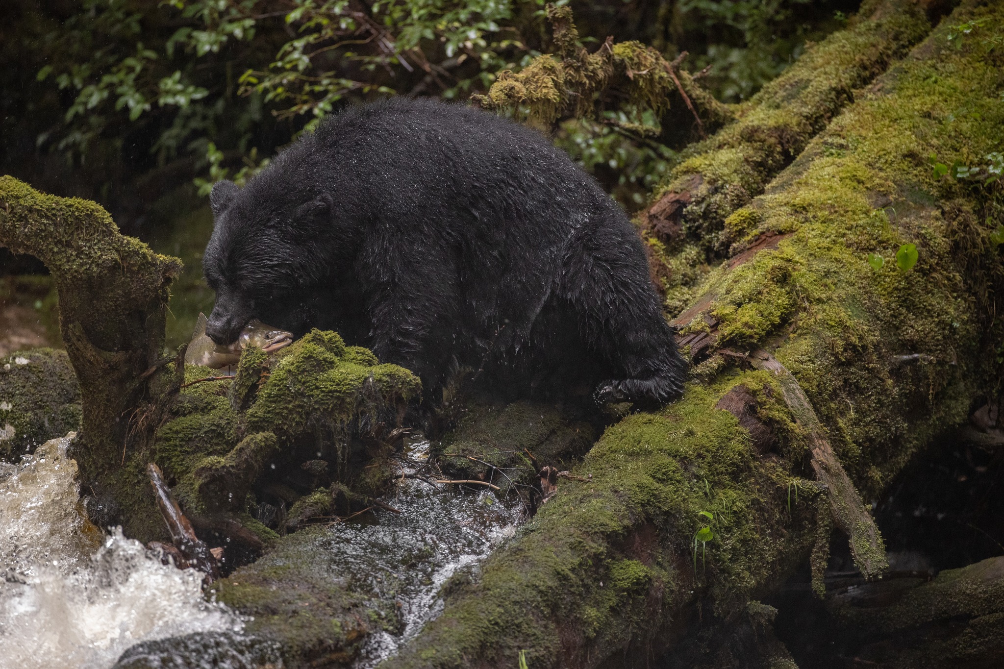 Bear 5.jpeg