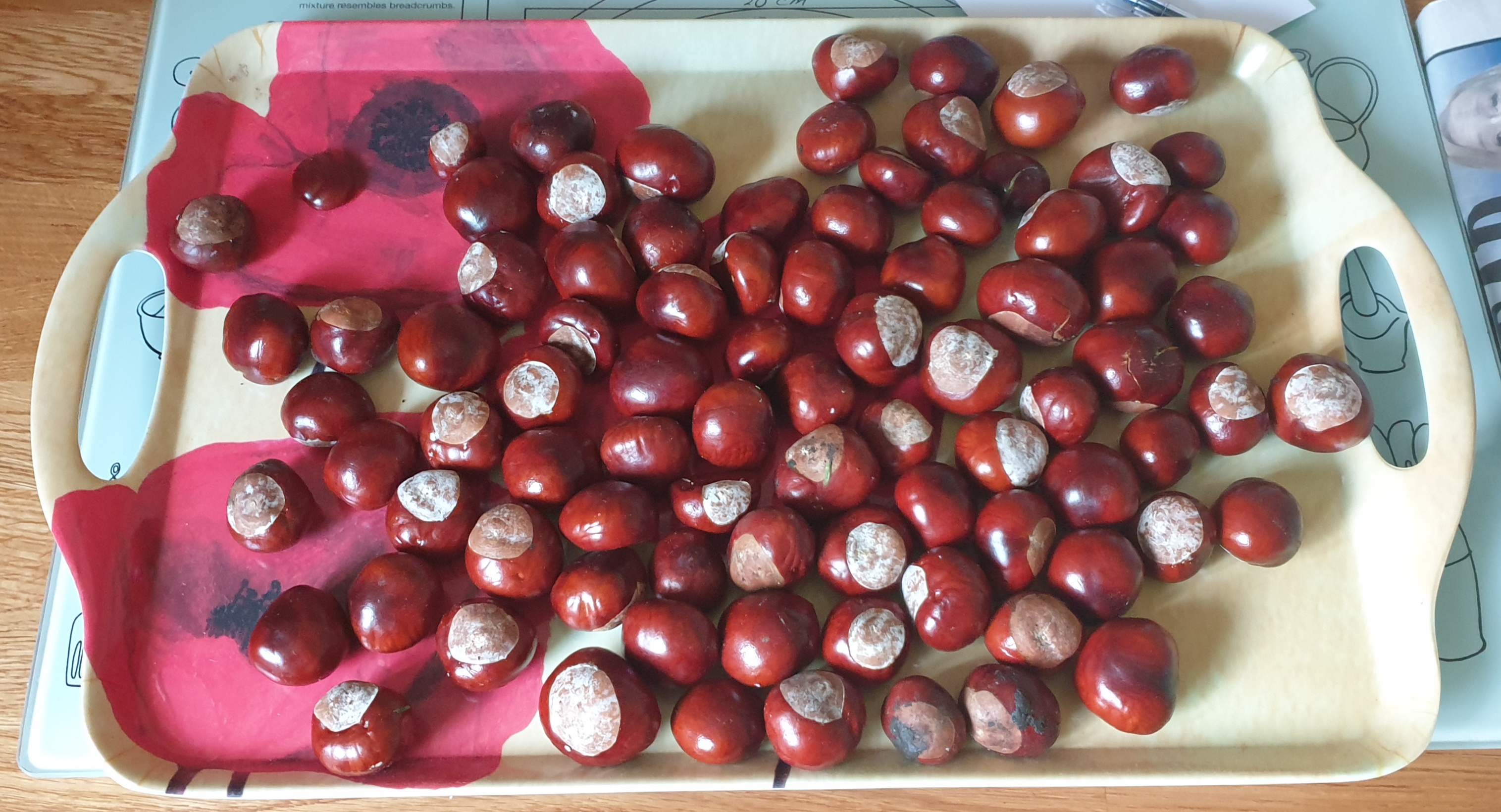 96 LP Conkers and still more dropping.jpg