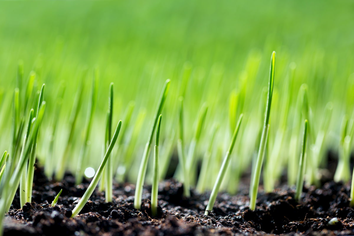 green-sprouts.jpg