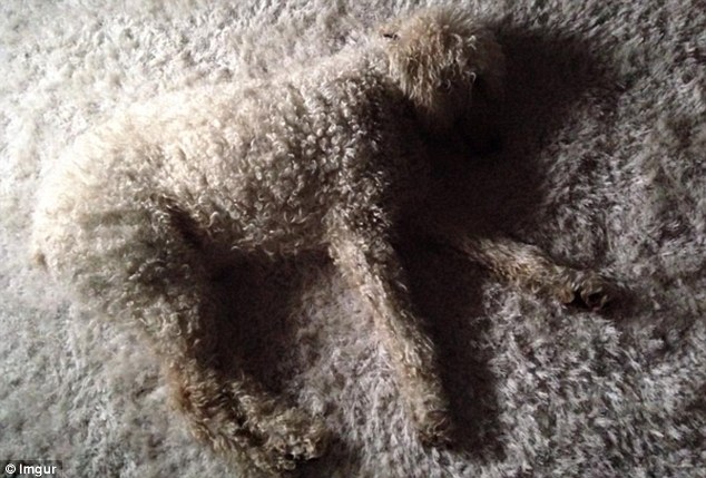 spot the dog 2.jpg
